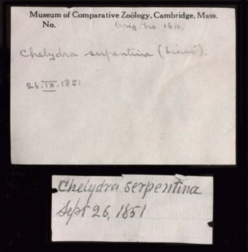 Media type: image;   Herpetology R-194638